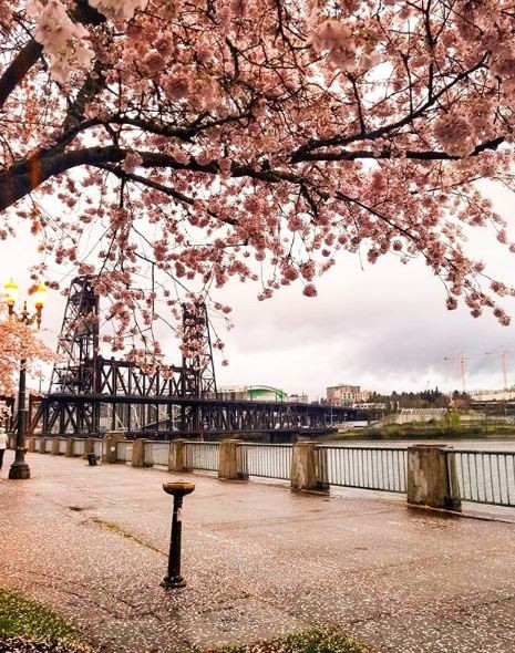 cherryblossomsdianakitsune2.JPG