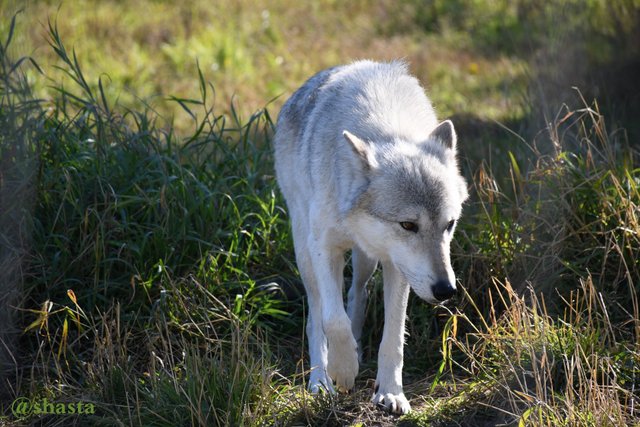 shasta2018sept16th47wolf7io.jpg