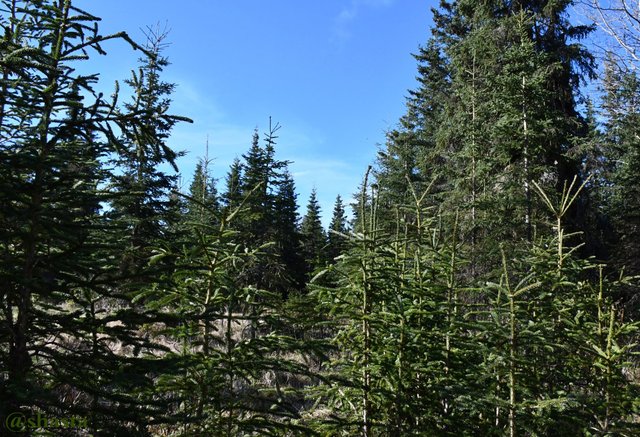 shasta2018may29th47trees6io.jpg