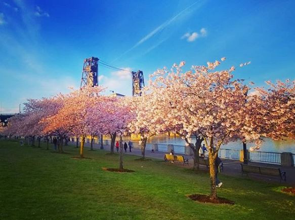 cherryblossomsdianakitsune4.JPG