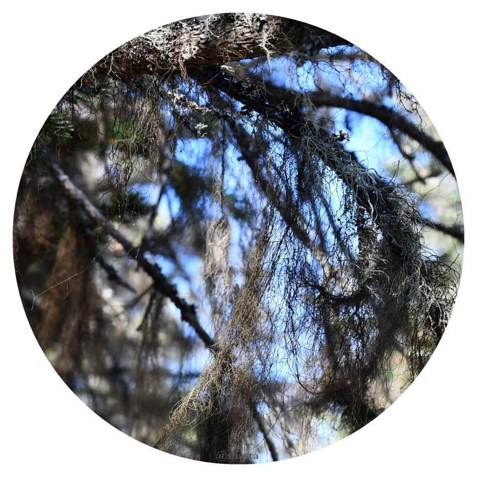 shasta2018may29th47trees9io.jpg