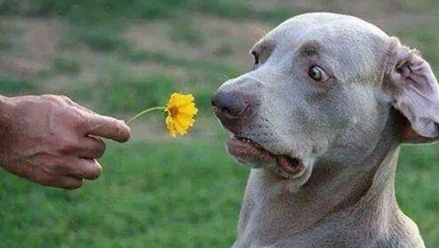 Funny-Dog-Sad-To-See-Flower.jpg
