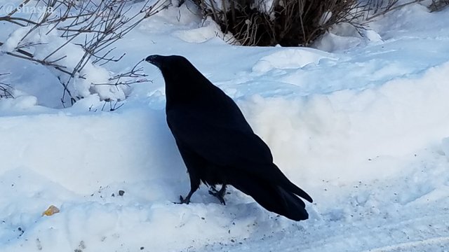 shasta2019feb28th47raven5io.jpg