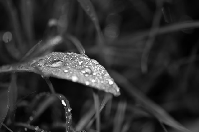waterdrops macro bw 1.jpg