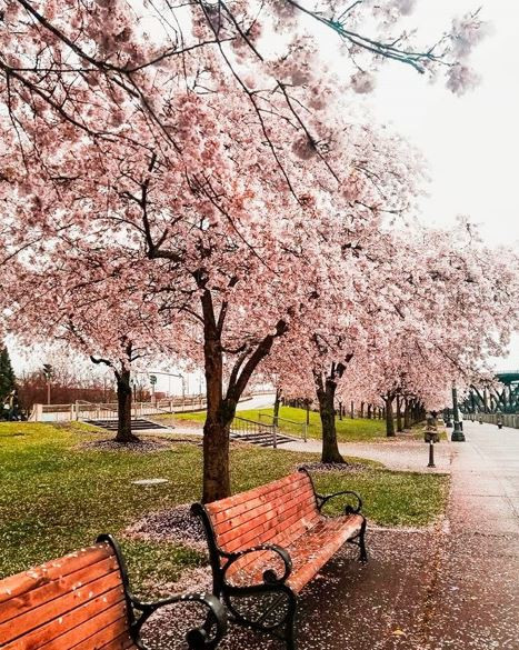 cherryblossomsdianakitsune1.JPG