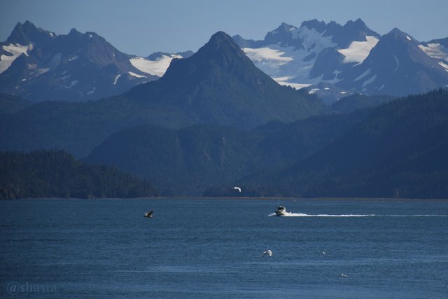 shasta2019jan14th47homer8io.jpg
