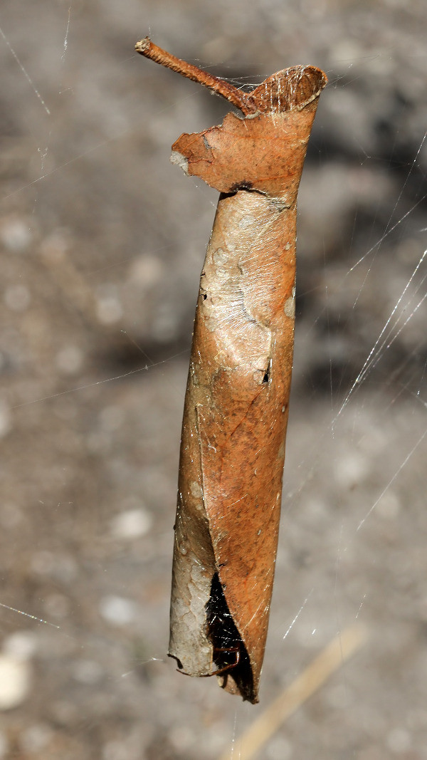 Phonognatha graeffei n3.jpg