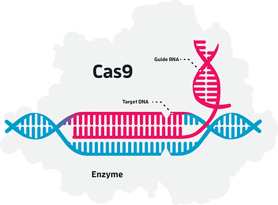 Cas 9. CRISPR cas9 спейсер. CRISPR cas9 технология. Генетические ножницы CRISPR/cas9. CRISPR CAS технология.