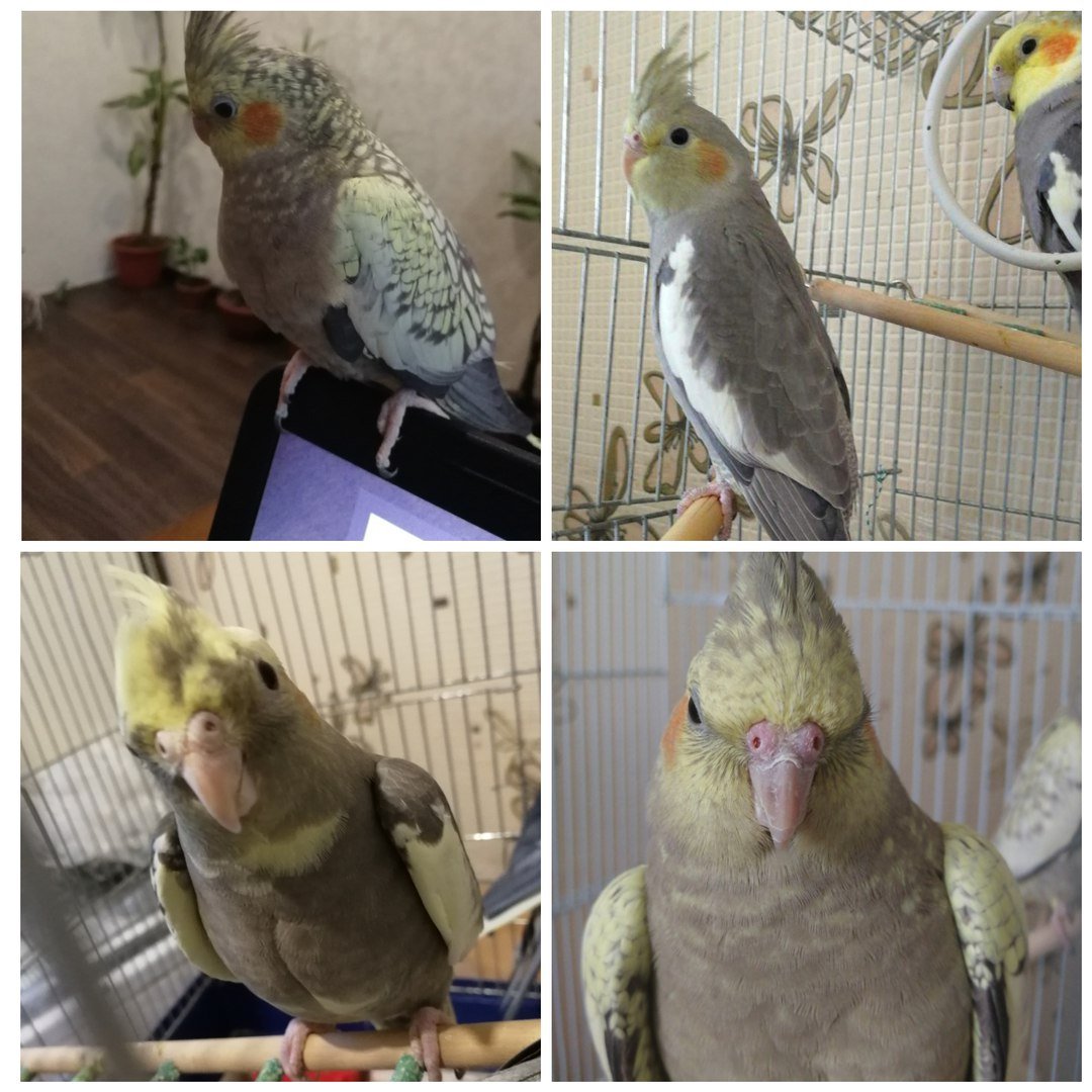 Определение пола и возраста корелл. Половой диморфизм корелл. YouTube