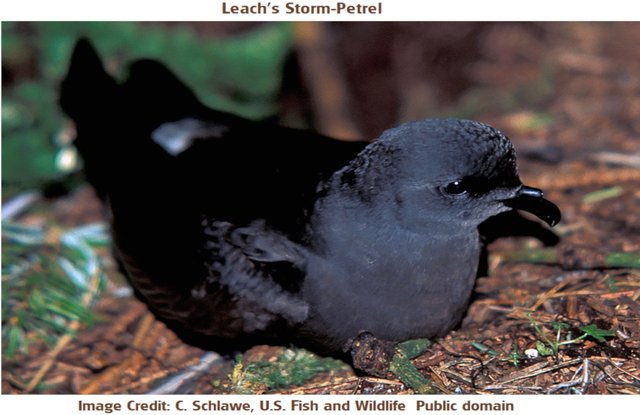 leache's storm2 petrel Schlawe, C US fish and wildlife public.jpg