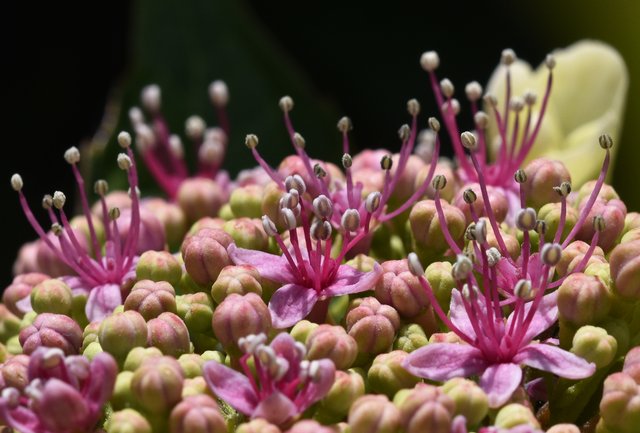 hydrangea white petals 3 macro.jpg