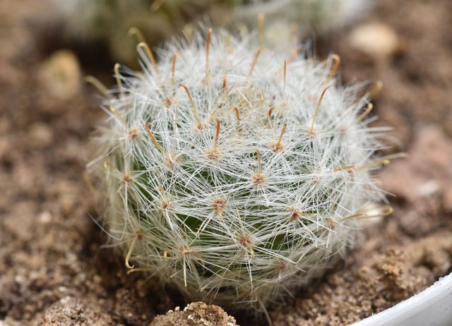 Mammillaria Glassii hairy cactus.jpg