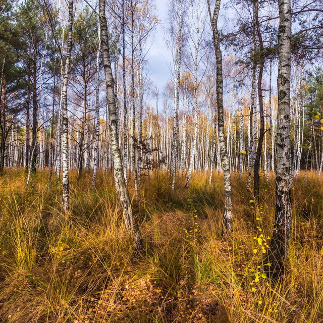 Photo by Dmytro Korol