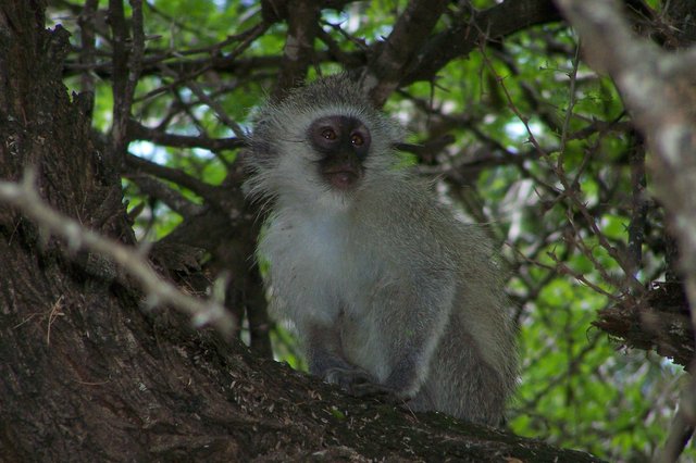 KNP Satara-Lower Sabi 2009 527.JPG
