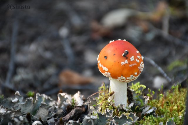 shasta2018oct11th47amanita7muscaria8io.jpg