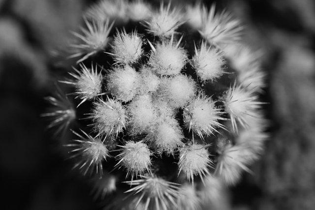 mammillaria snowcap macro bw 1.jpg