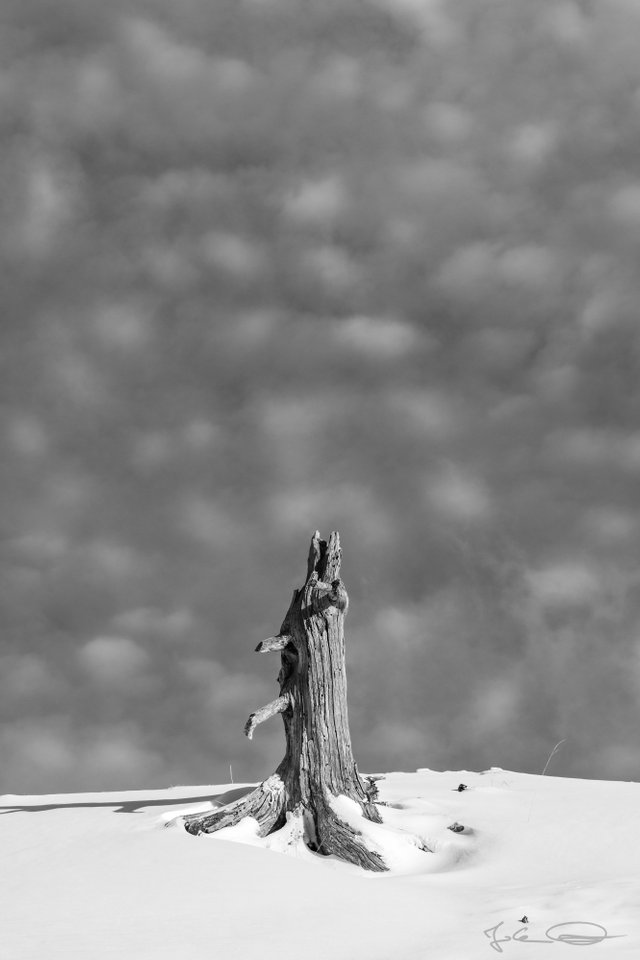 2019-01-04-Dobratsch-Tree-Stump-B&W-01.jpg