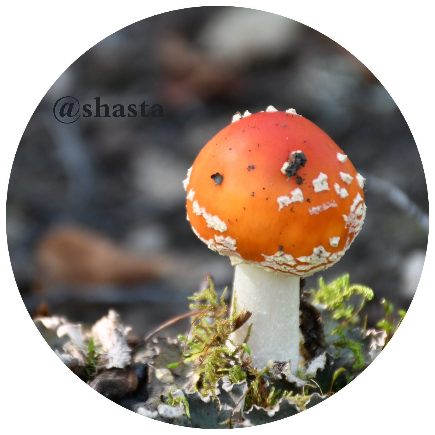 shasta2018oct11th47amanita7muscaria7io.jpg