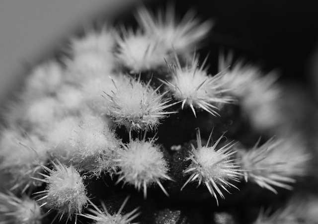 mammillaria snowcap macro bw 2.jpg