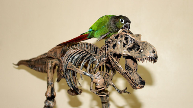 Parrot slays dinosaur 2017-08-16.jpg