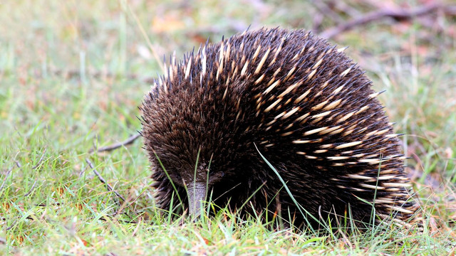 Mammalia Monotremata Tachyglossidae Tachyglossus aculeatus Short-Beaked Echidna Trevallyn Reserve N1 2017-12-03.JPG