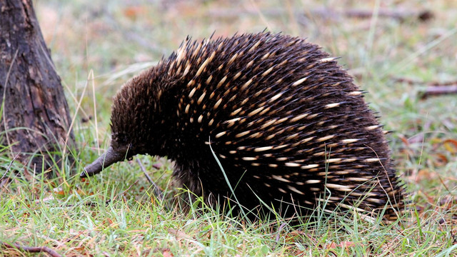 Mammalia Monotremata Tachyglossidae Tachyglossus aculeatus Short-Beaked Echidna Trevallyn Reserve N2 2017-12-03.JPG