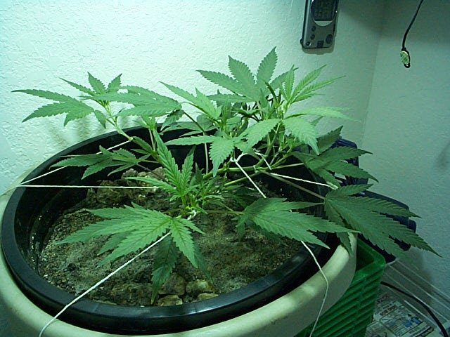 Растяжка марихуаны в какой почве выращивать марихуану
