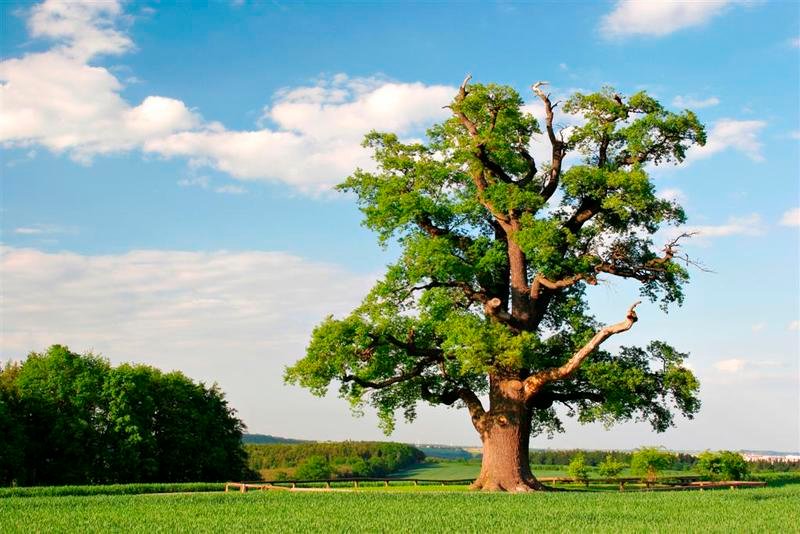 He tree. Дерево Меноа. Абрамский дуб. Дубовое дерево. Кряжистый дуб.