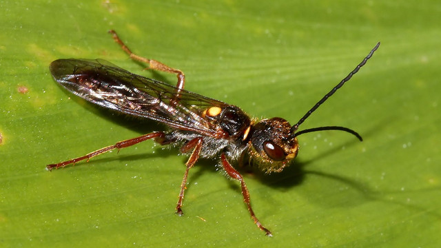 Insects Hymenoptera Tiphiidae Tachynomyia abdominalis n1 BY Tas 2017-10-14.jpg