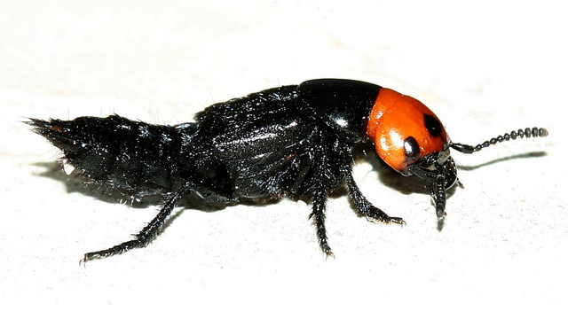 Staphylinidae -Creophilus_lanio-BY-3-2007-04-08.jpg