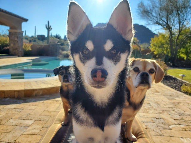 me and the pack hunting for my food.jpg