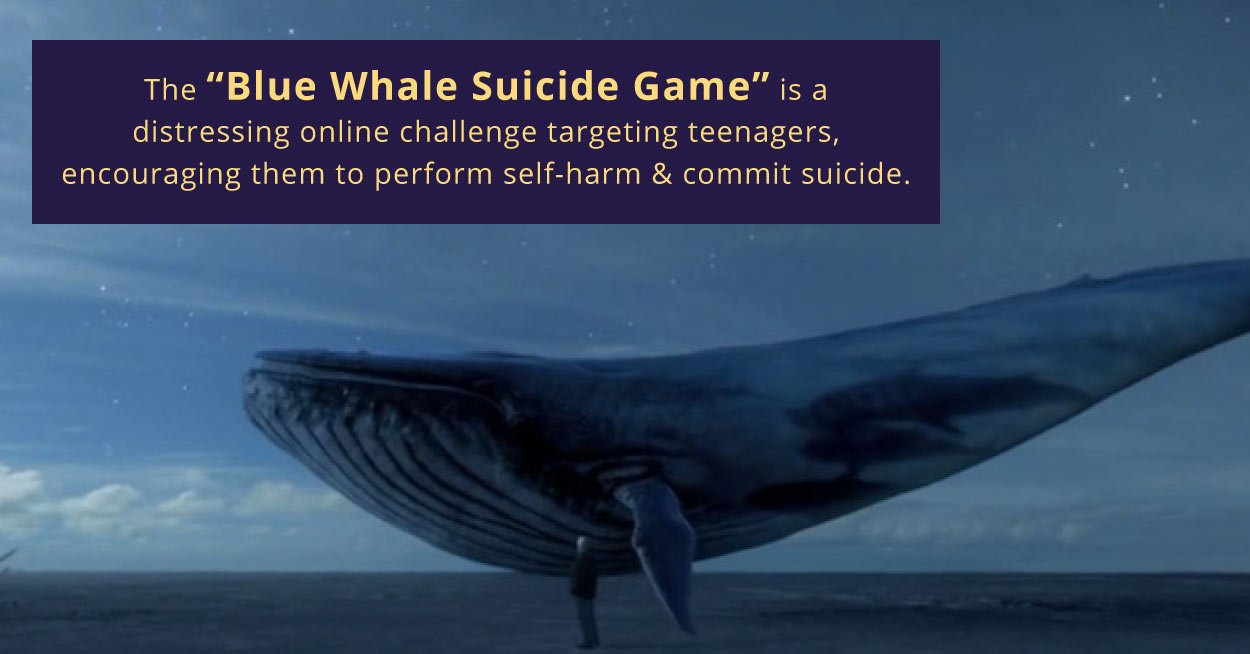 Grey whales often called friendly whales make. VPN синий кит.