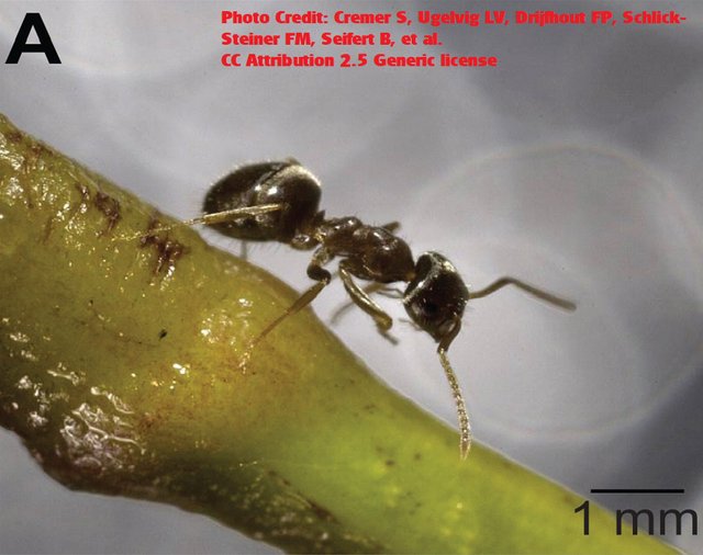 ant lassius credit Cremer S, Ugelvig LV, Drijfhout FP, Schlick-Steiner BC, Steiner FM, Seifert B, et al. 2.5.jpg