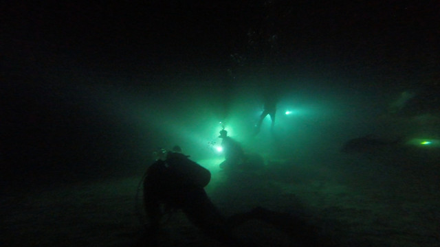 Maldives Shark night
