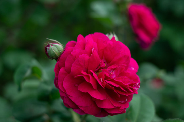 DSC_0012.jpg