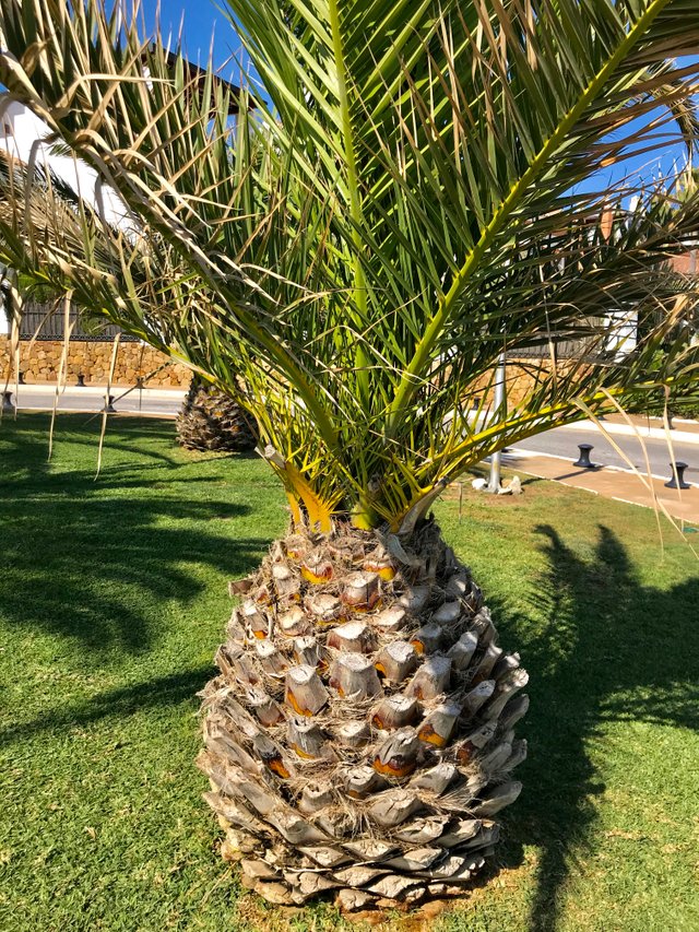 My pineapple palm tree photography   Steemit