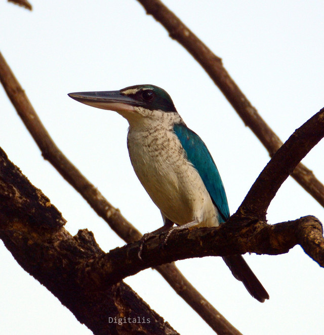 DSC_6397.JPG