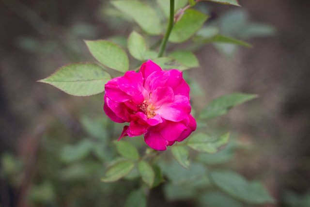 IMG_1920.JPG