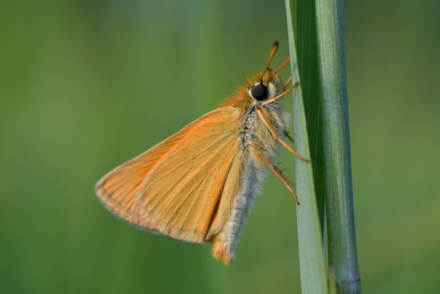DSC_8705.jpg