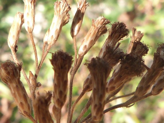 P1390744.JPG