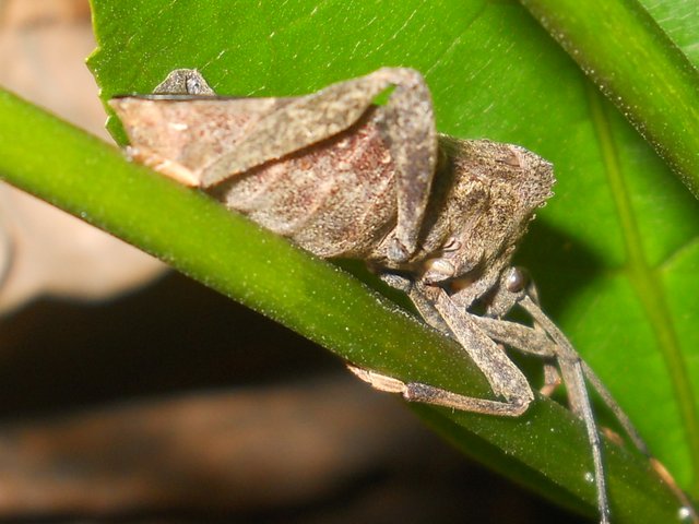 RSCN5115.JPG