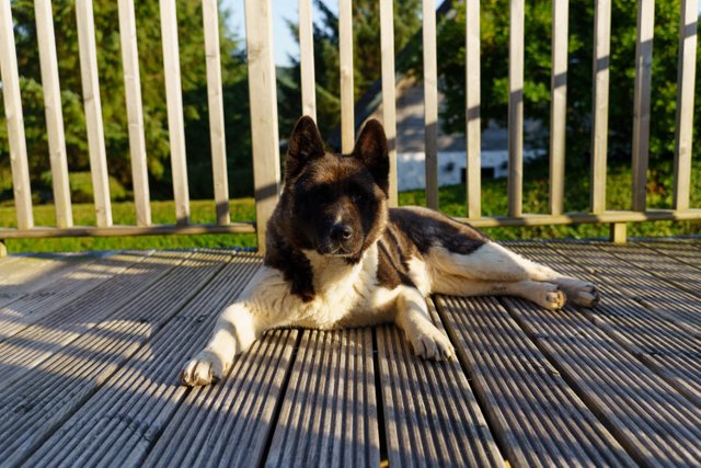 Akita
