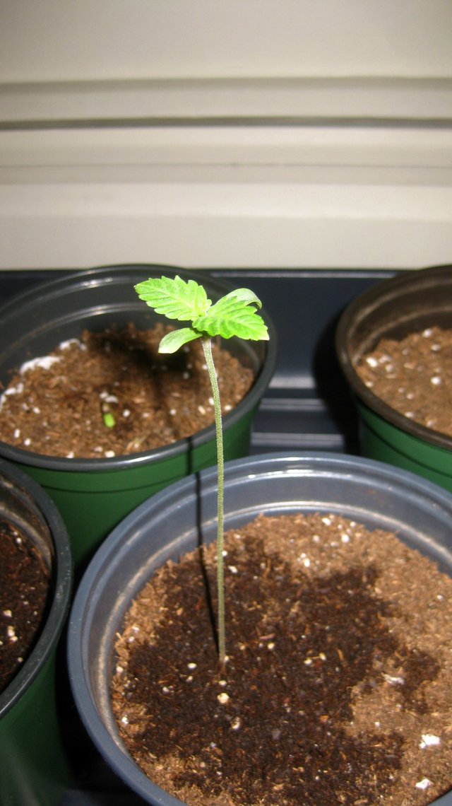 Can I fertilize my cannabis plants with poop from the lawn? — Steemit