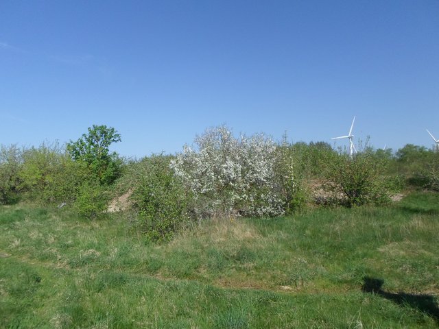 SAM_1546.JPG