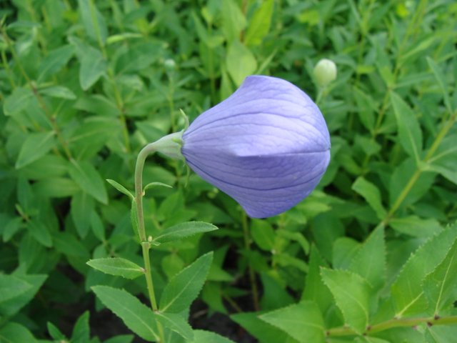 DSC07260.JPG