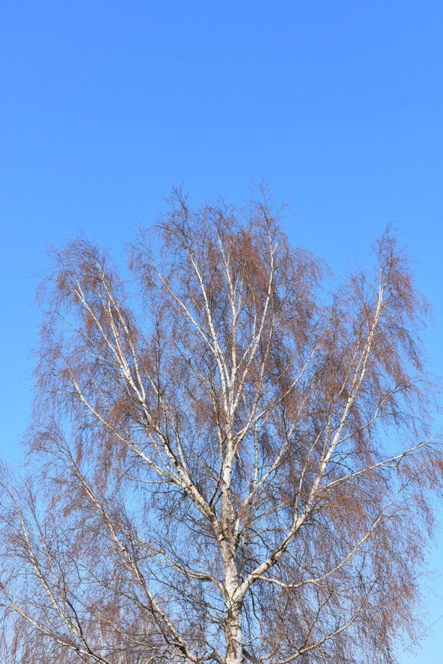 DSC_4976.jpg