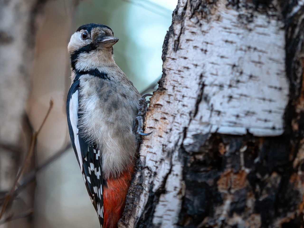 какое дерево весной дятла поит. национальные парки беловежская пуща. белки в березовой роще новосибирск. белки в парке березовая роща. омск дикие звери.