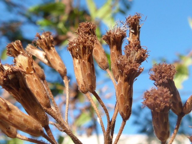 P1390742.JPG