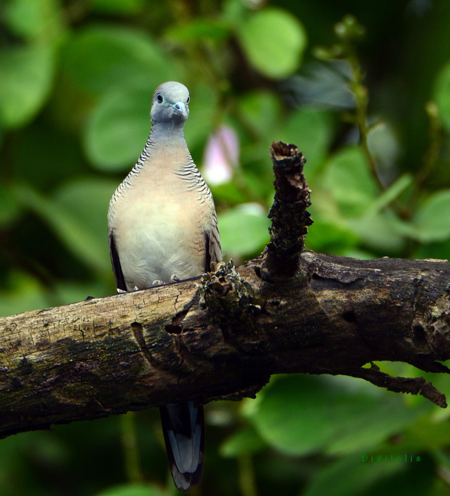 DSC_6625.JPG