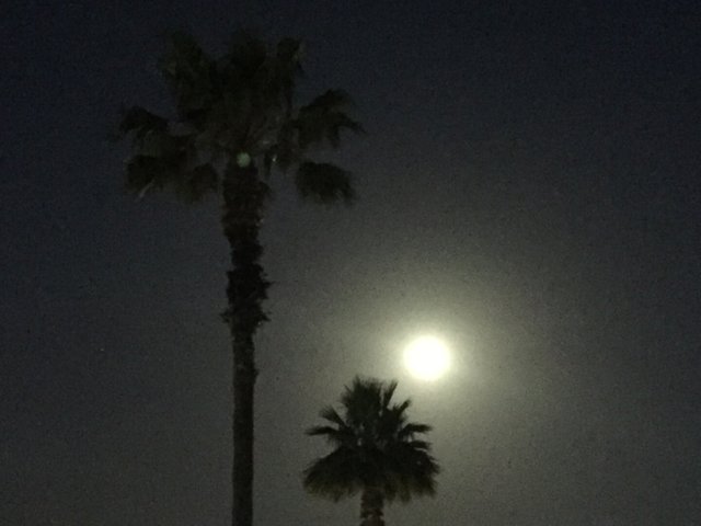 IMG_3787.JPG